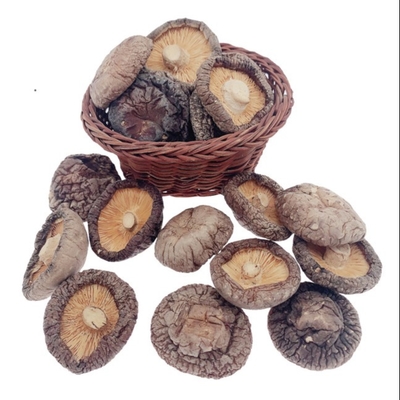 Brązowy Typowy Pyszny Suchy Grzyb Shiitake 4 cm Uprawa Cubensis